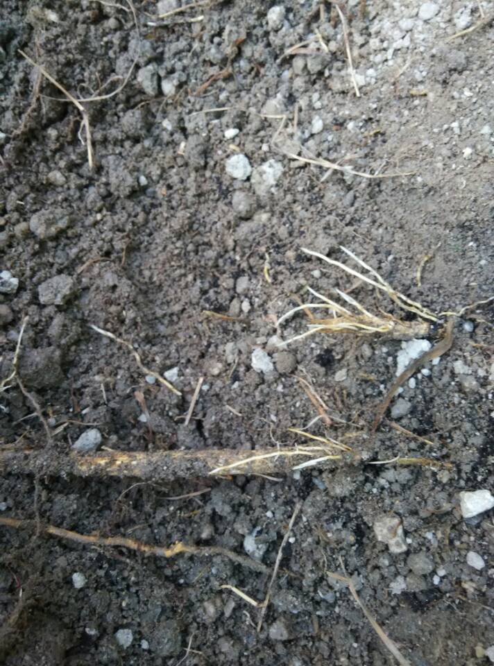 沙糖桔黄化具体有哪些