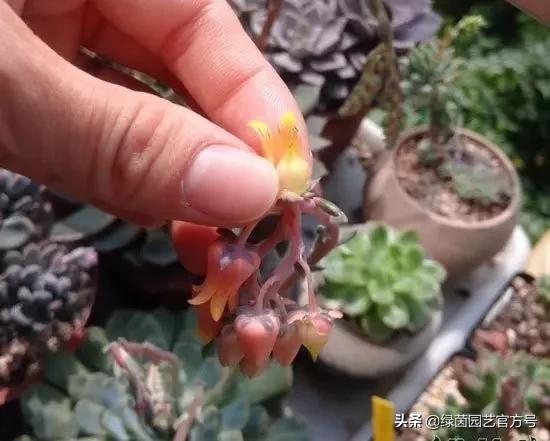 多肉开花怎么办呢,多肉开花的原因和解决方法