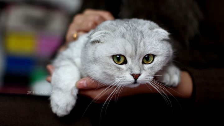 对折耳根的恐惧,不听劝养折耳猫