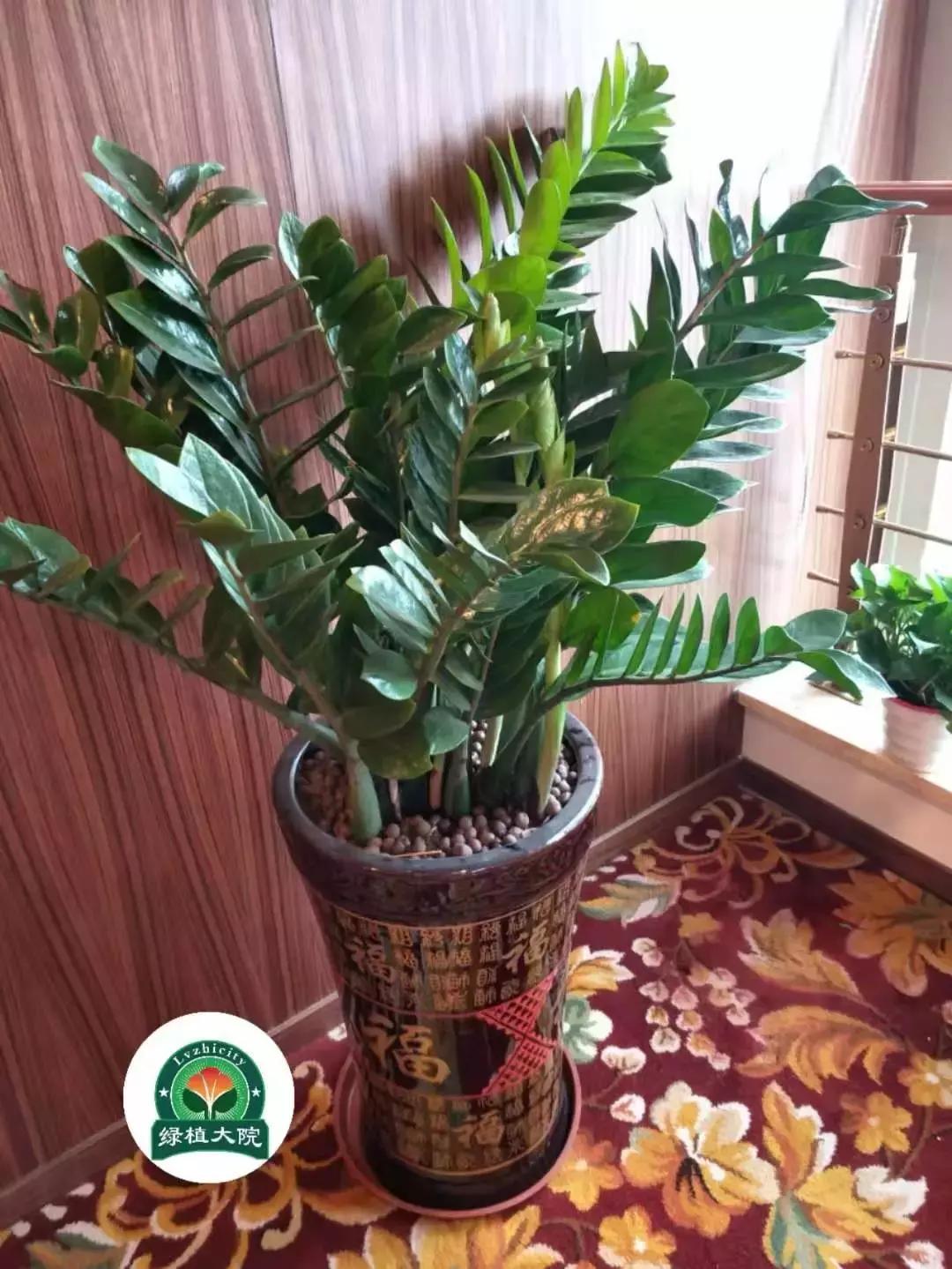 绿植花卉出租多少钱,佛山南海区花卉绿植租赁效果图