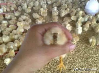 育雏鸡沙门氏菌用什么药,沙门氏菌鸡苗怎么养