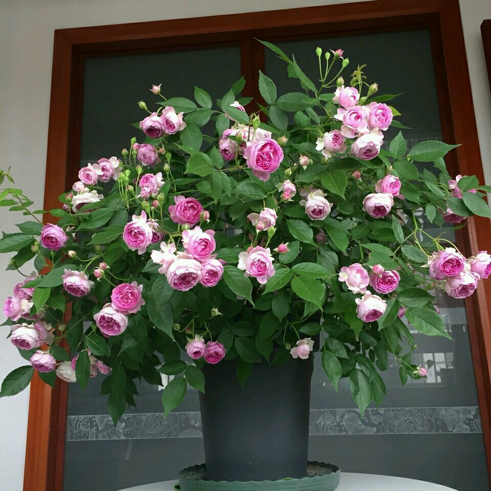 麻吉婶婶，专为阳台而生的盆栽月季，花朵又美又香，花期几乎全年