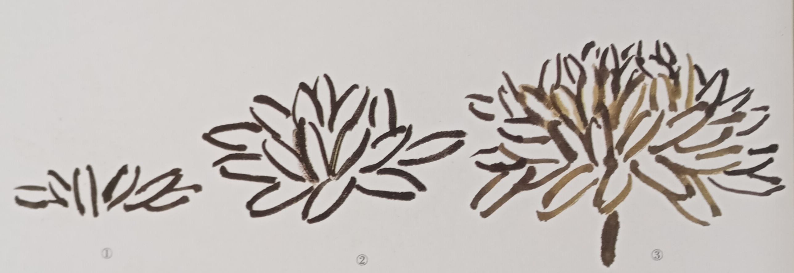 国画菊花初学者怎么画视频,圆形卡纸怎样画菊花国画