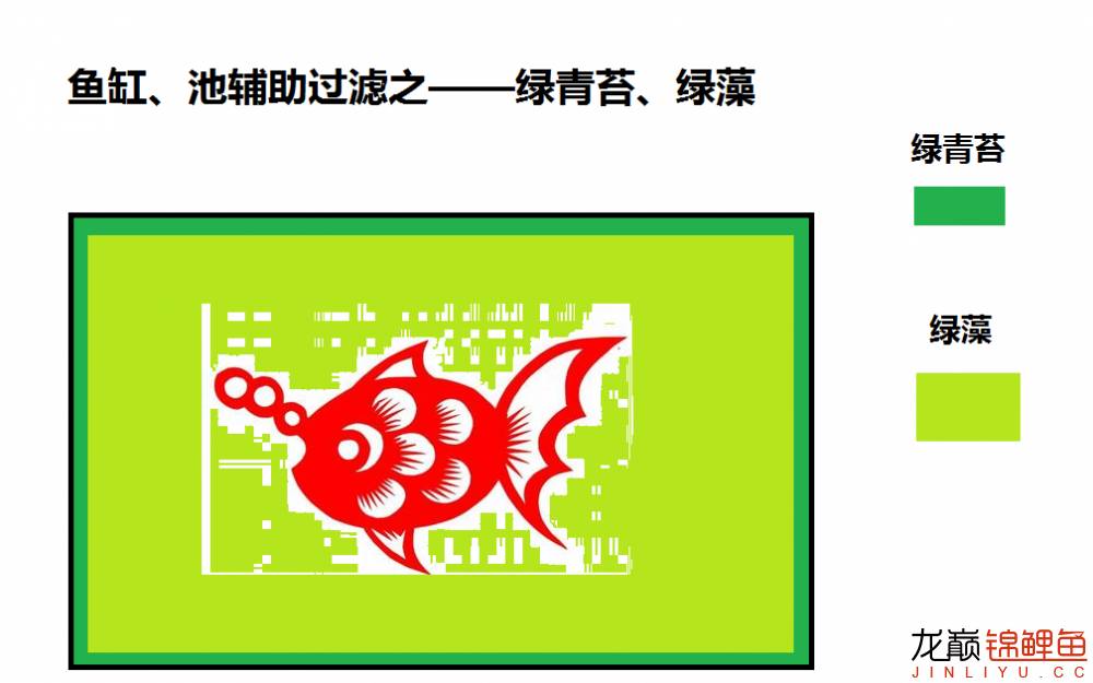 鱼池底部过滤大全详解,养鱼鱼池过滤怎么选择