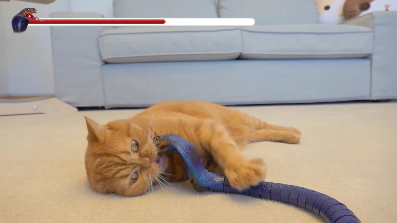 猫咪喜欢在塑料上尿尿怎么办,猫咪吃了一小块塑料怎么办