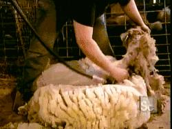 别傻乎乎分不清“羊绒大衣”和“双面呢大衣”，为什么差别10倍？