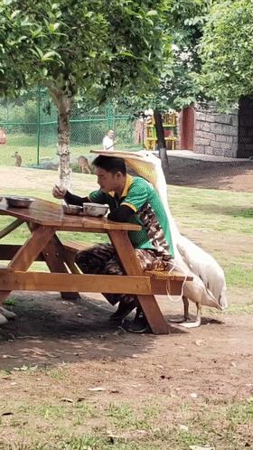 鹈鹕的网红之路：万物皆可吞,万物皆可吞的鹈鹕