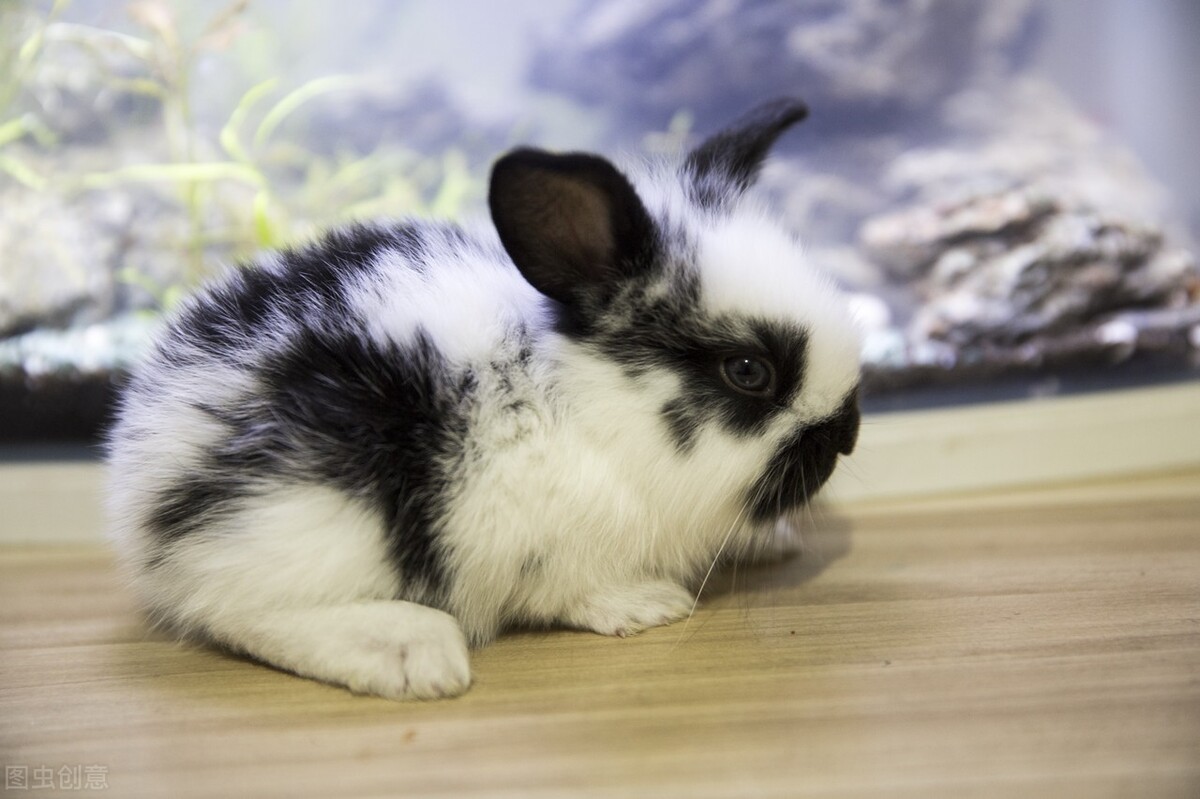 兔子不吃东西拉很小的便便怎么办