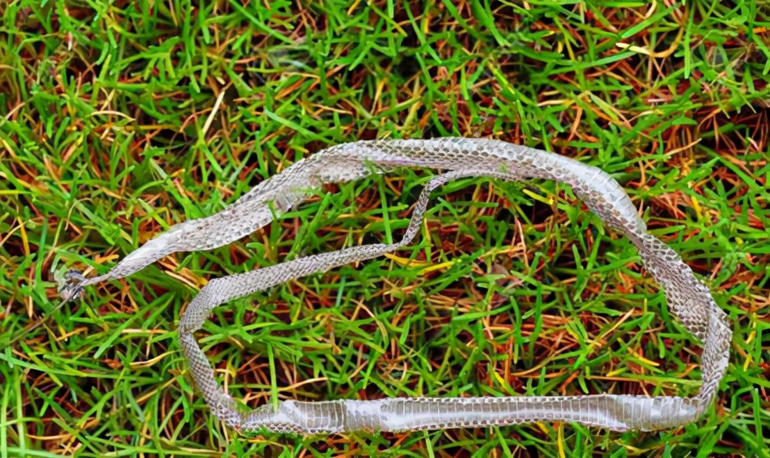 澳洲女子开窗发现蟒蛇,澳洲女子发现蟒蛇