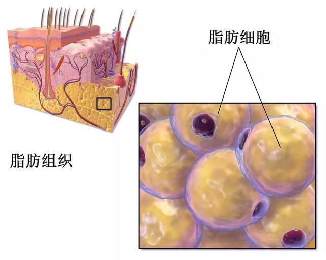 脂肪是如何从体内排出去的,脂肪是怎么一步步从身体消失的