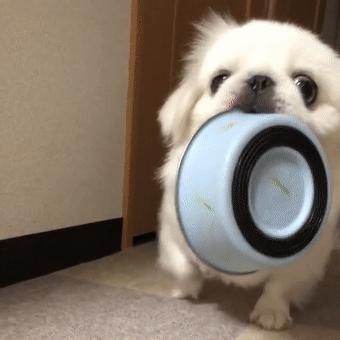 这6种狗是公认的无攻击性放心养,这6种狗很危险