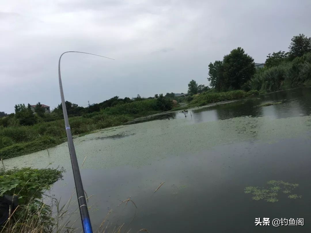 野钓用鲫鱼竿还是综合竿,野钓鲫鱼选鲫鱼竿还是综合竿