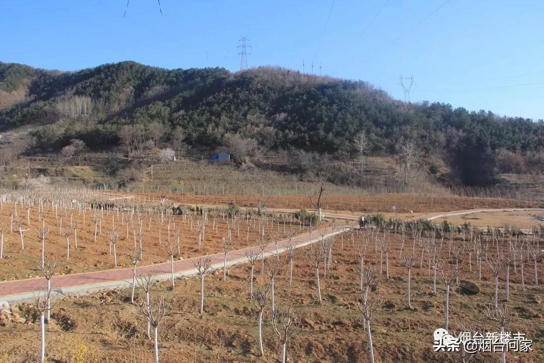 烟台只楚片区规划山体公园地点,只楚村烟台