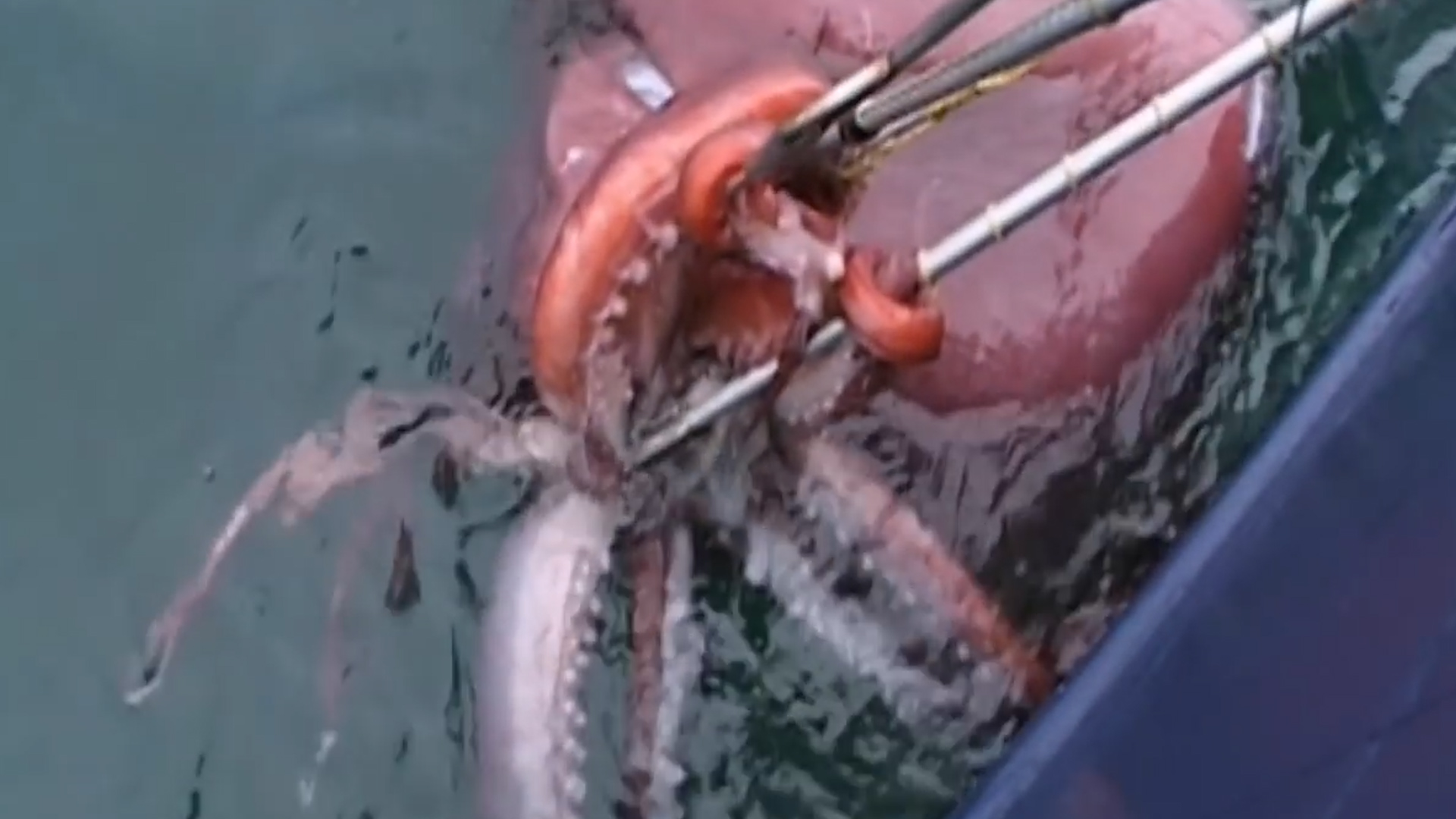 比大王乌贼还大巨型酸浆鱿,深海巨型大王酸浆鱿可以活多少年