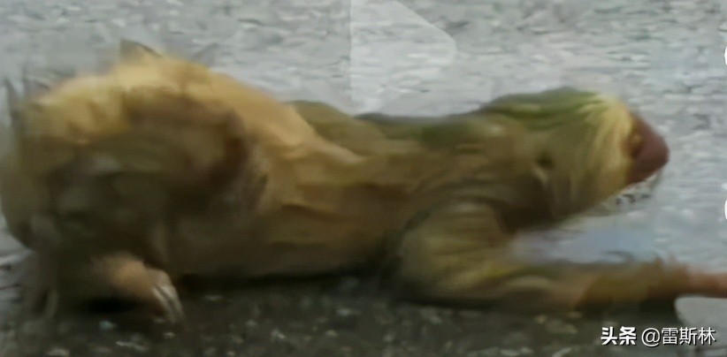 水猴子警告,小亮日常科普水猴子