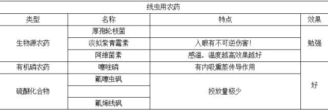 柑橘老叶向内卷是什么原因,柑橘卷叶解决方案之一