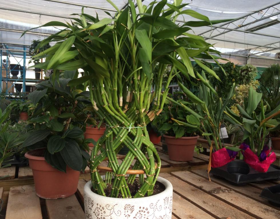 蚊香杀虫剂可以消灭花上的虫卵吗,蚊香灭小苍蝇怎么消灭最彻底