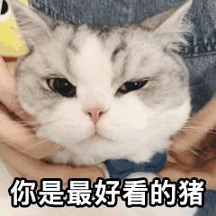 猫咪眼里的世界到底是怎样的,猫咪眼中的世界是什么样子
