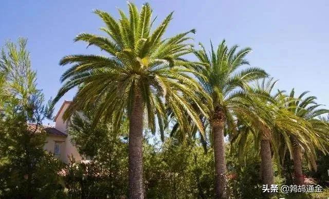 房前屋后适合栽什么树镇宅,镇宅树栽什么树好