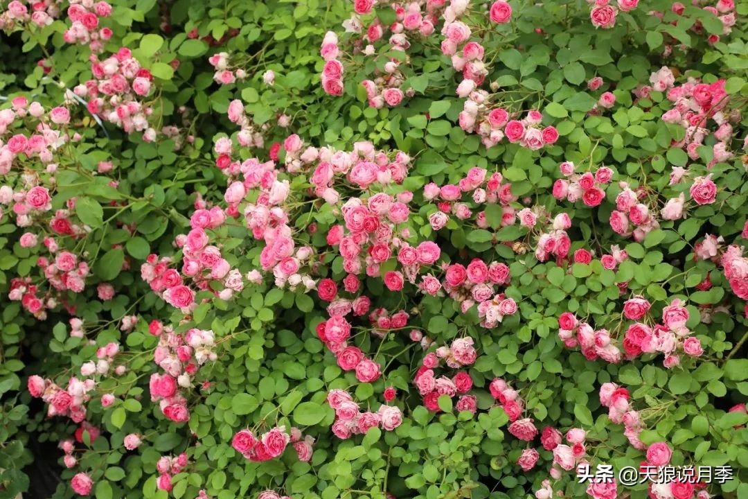 4月最浪漫的一次花开，是171个低价月季小苗带来的巅峰时刻！