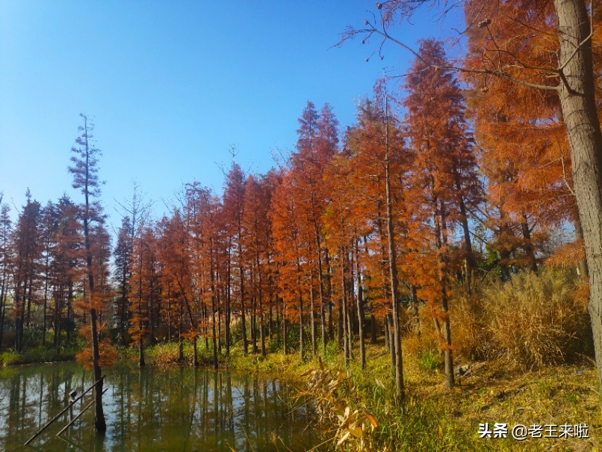 徐州潘安湖旅游攻略,大美潘安湖美景
