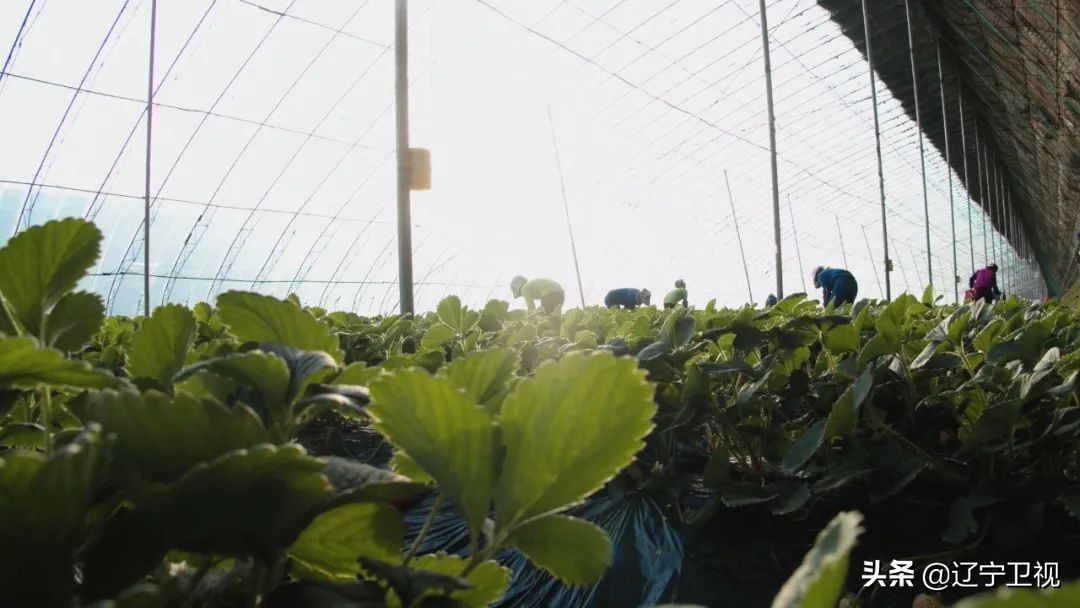 东港草莓红火,东港草莓产业成功的奥秘