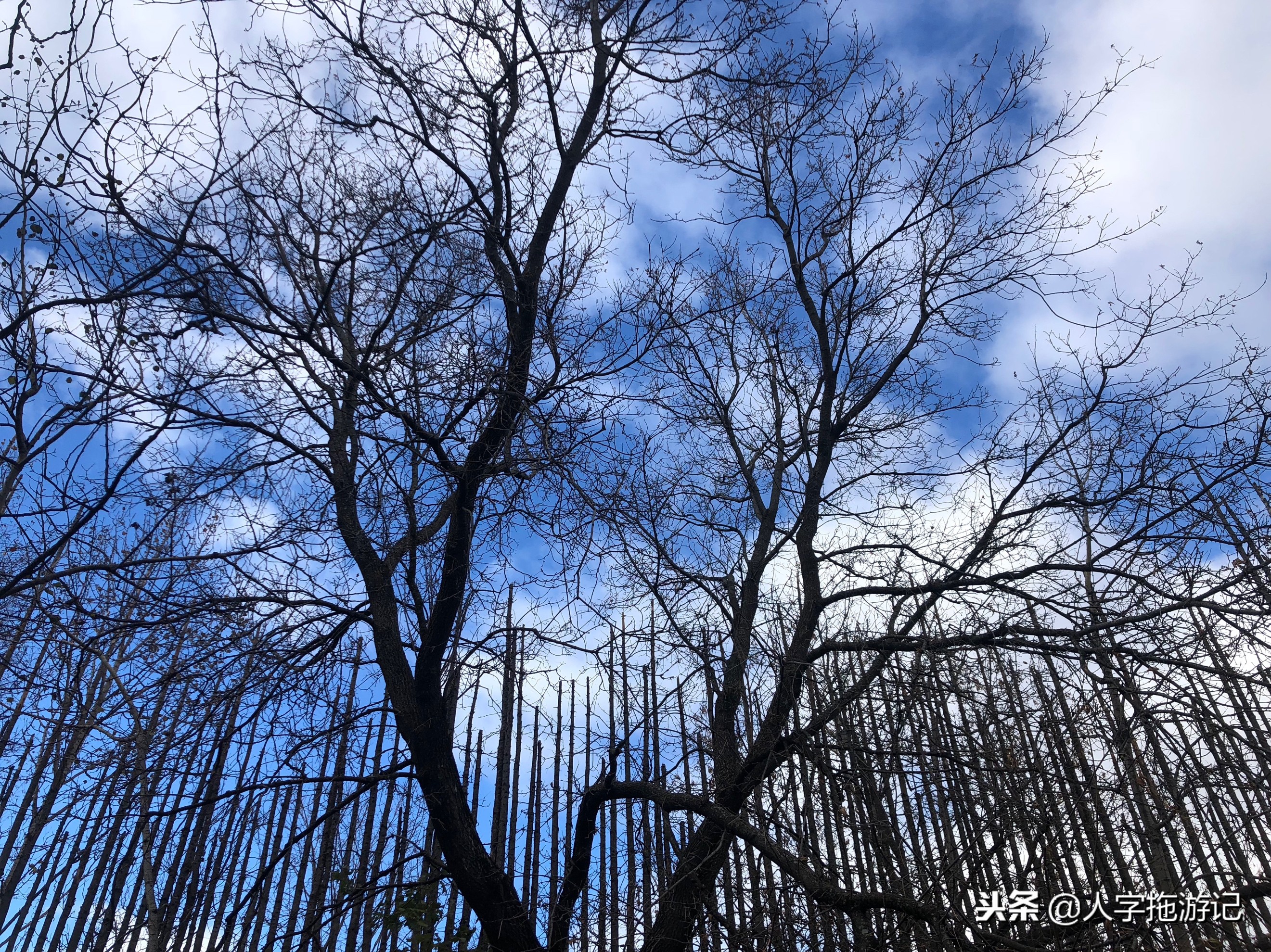 冬日极客，加拿大Wendake穿着狼爪去狼族