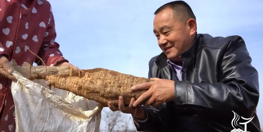 葛根性寒加什么暖胃,北有人参南有葛根的功效和作用