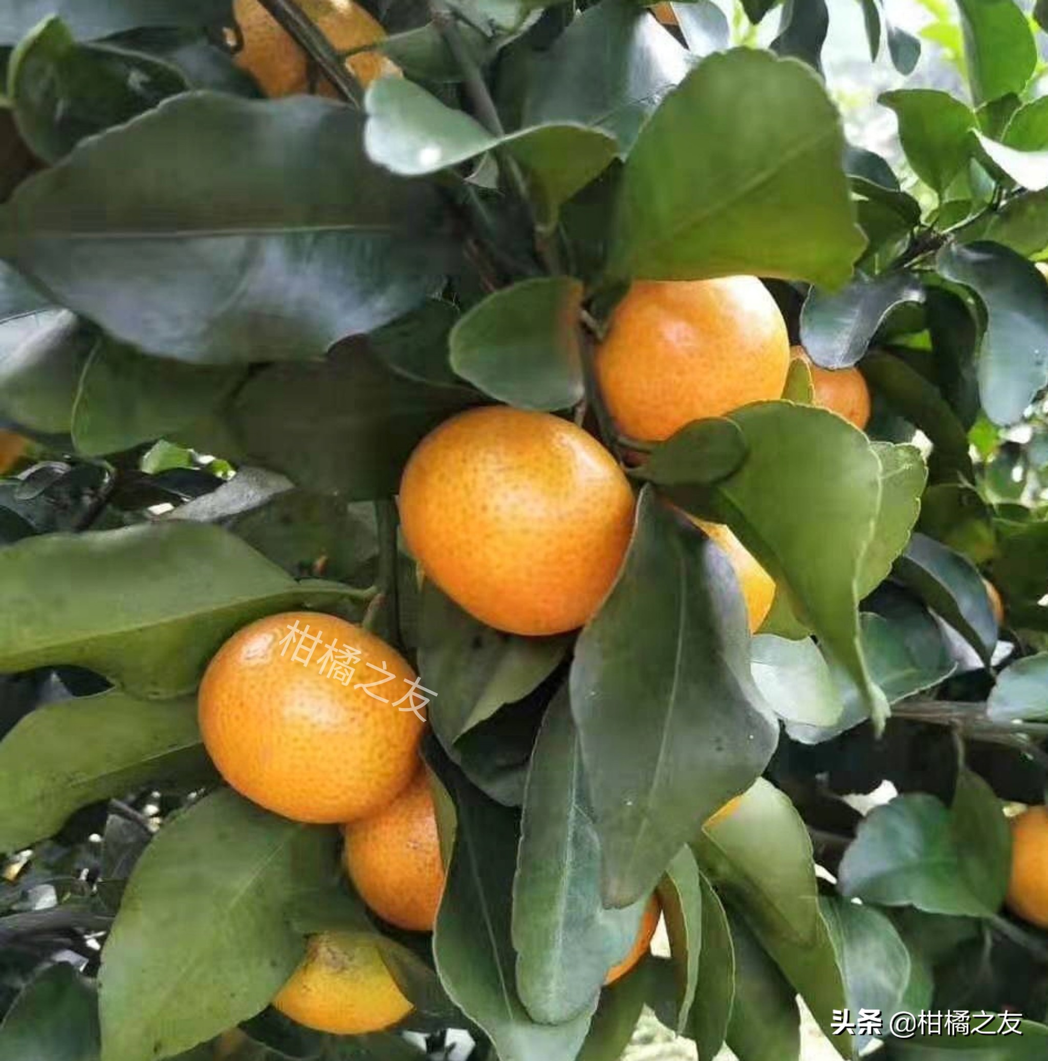 今秋砂糖柑价格,贺州市钟山县贡柑青果