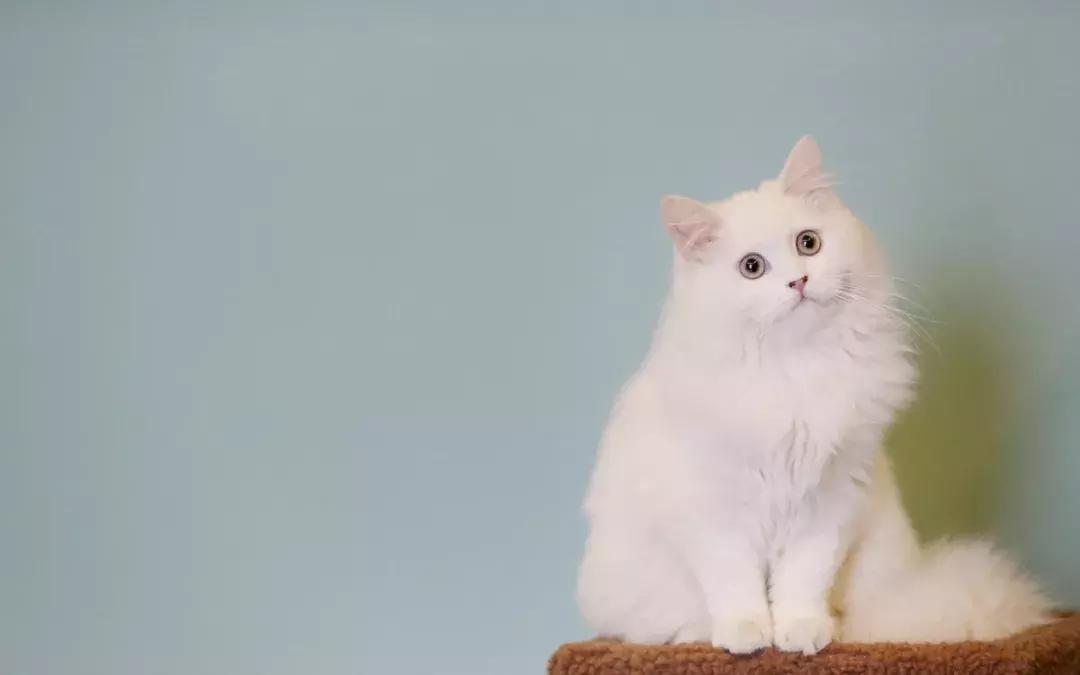 猫咪怀孕有什么症状表现,猫咪怀孕了怎么照顾它