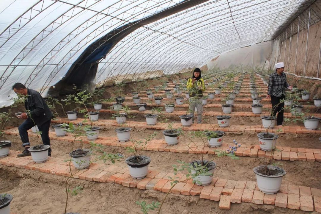 安徽省蚌埠市陆春燕,蚌埠陆春燕