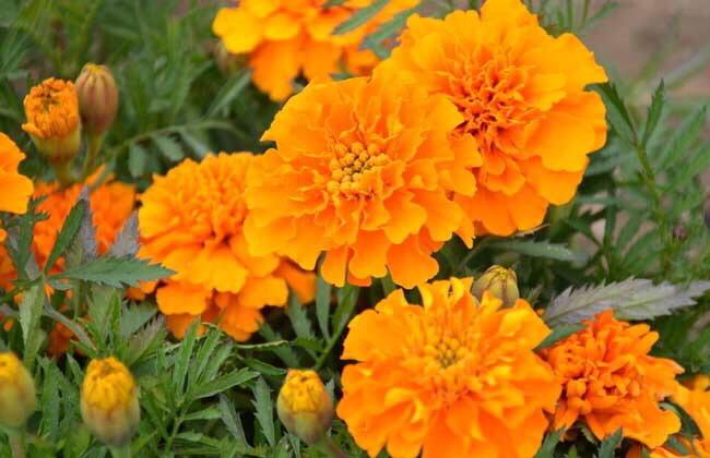 孔雀草枯了怎么办,孔雀草立枯病