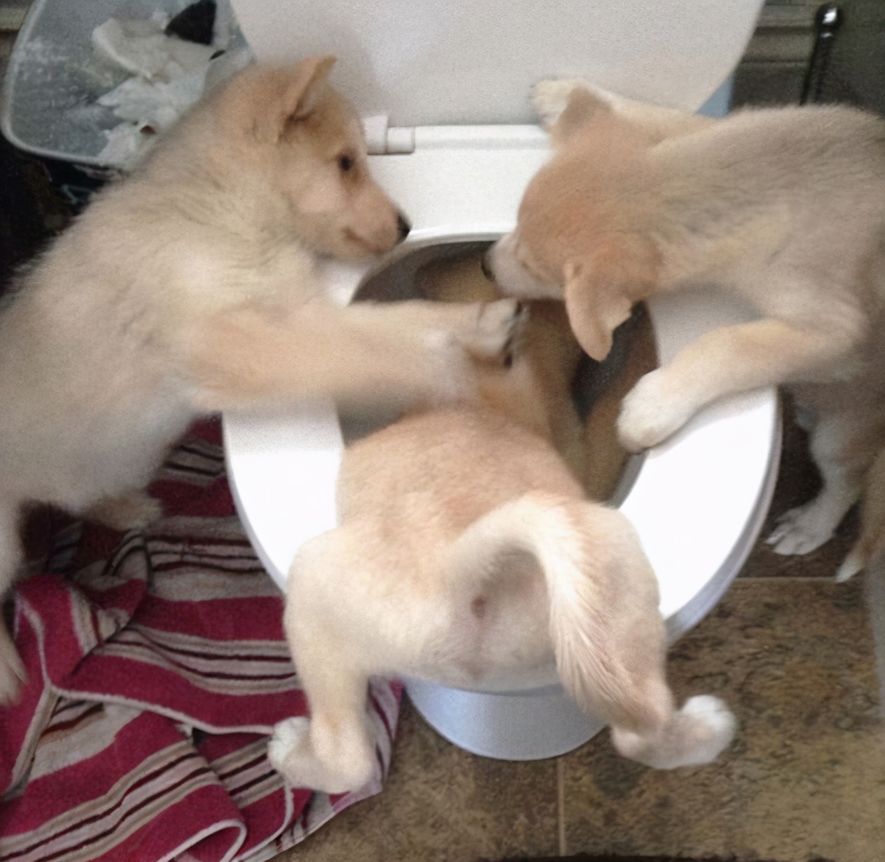 狗狗睡觉“呜呜叫和抽搐”,像在做噩梦!怎么办?