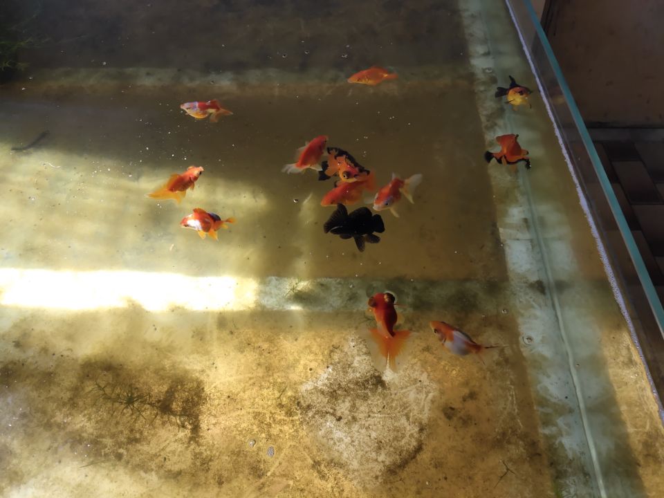 市场买的金鱼一般几个月能长大,刚买回来的金鱼应该怎么养呀