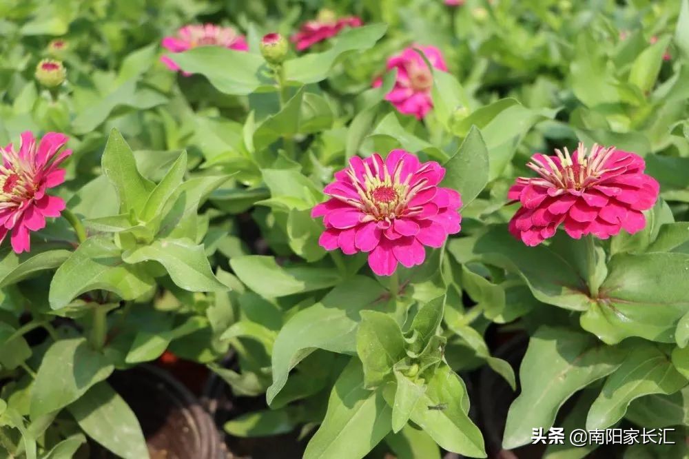 南阳五中搬去第八完全学校么,南阳五中完全学校