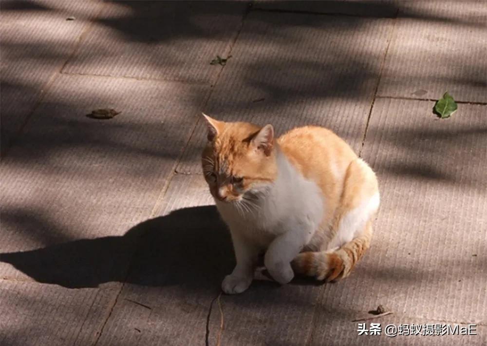 摄影构图有三角式构图吗,为什么摄影越拍要学的越多