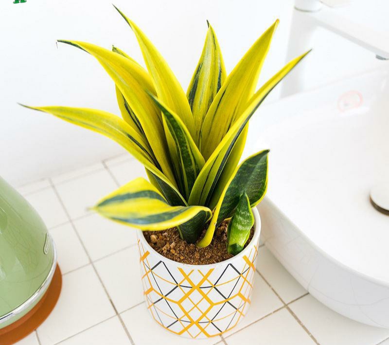 适合阳光暴晒的观叶绿植,适合室内养的高端观叶绿植