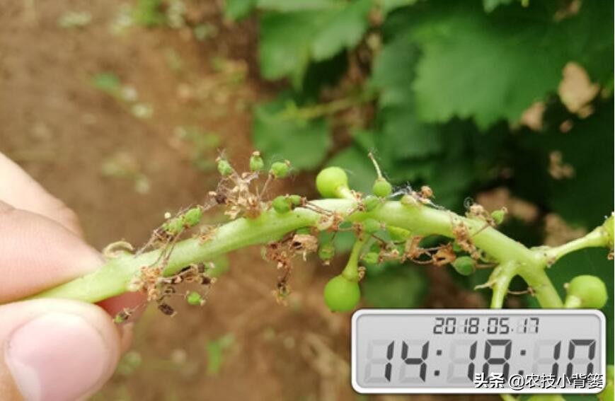 葡萄的穗轴褐枯病是怎样的,葡萄溃疡病后果