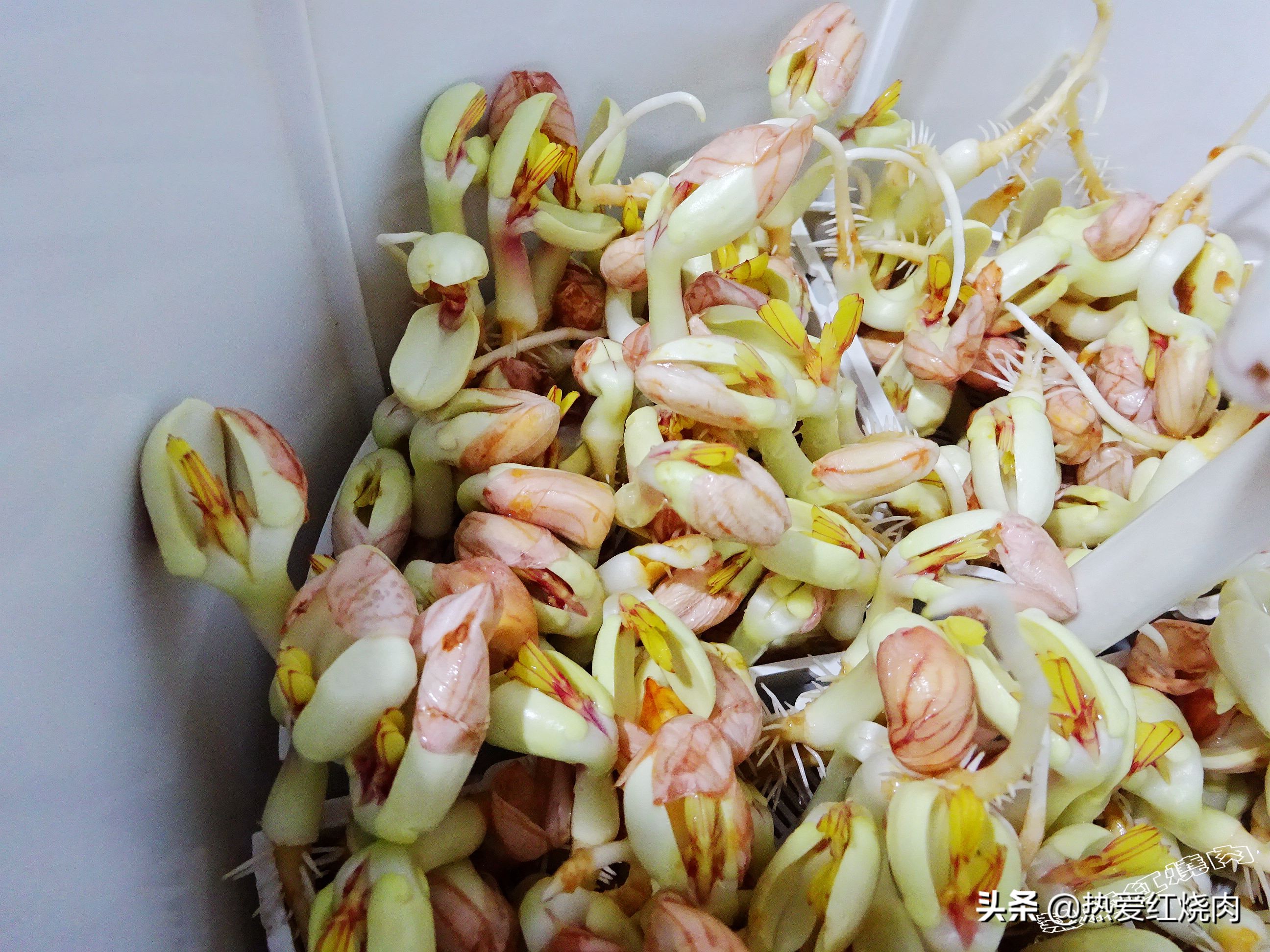 花生芽容易买得到吗,花生做花生芽