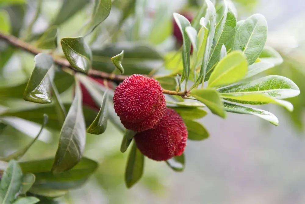 杨梅有虫不,杨梅有虫子能放心大胆吃吗