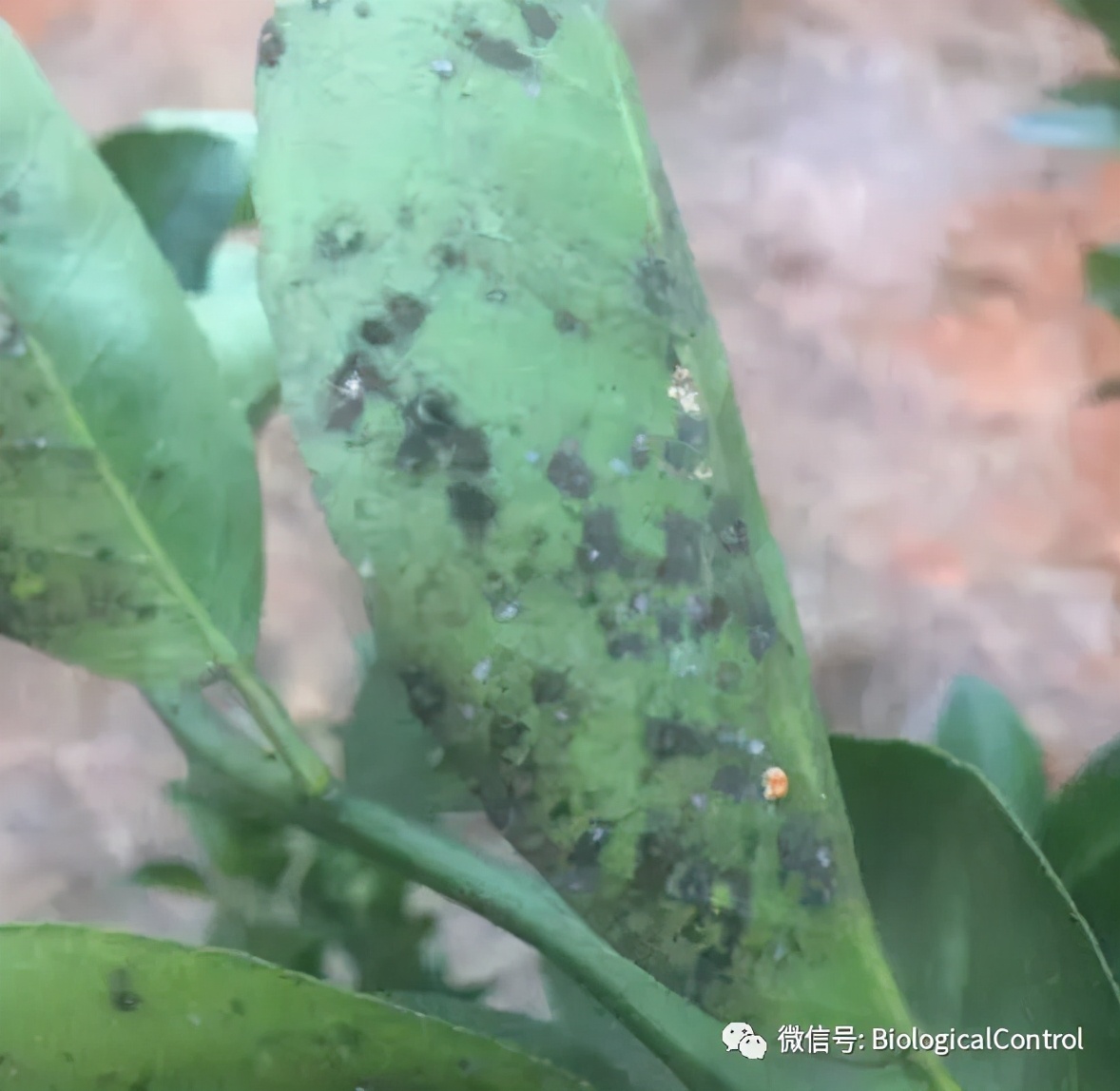 防治果树煤烟病用什么药,冬季果树炭疽病用什么药