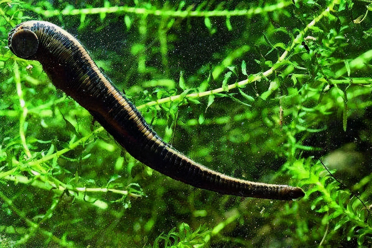 水蛭被吃进肚子里会存活吗,水蛭被人吃进肚子里它能活多久