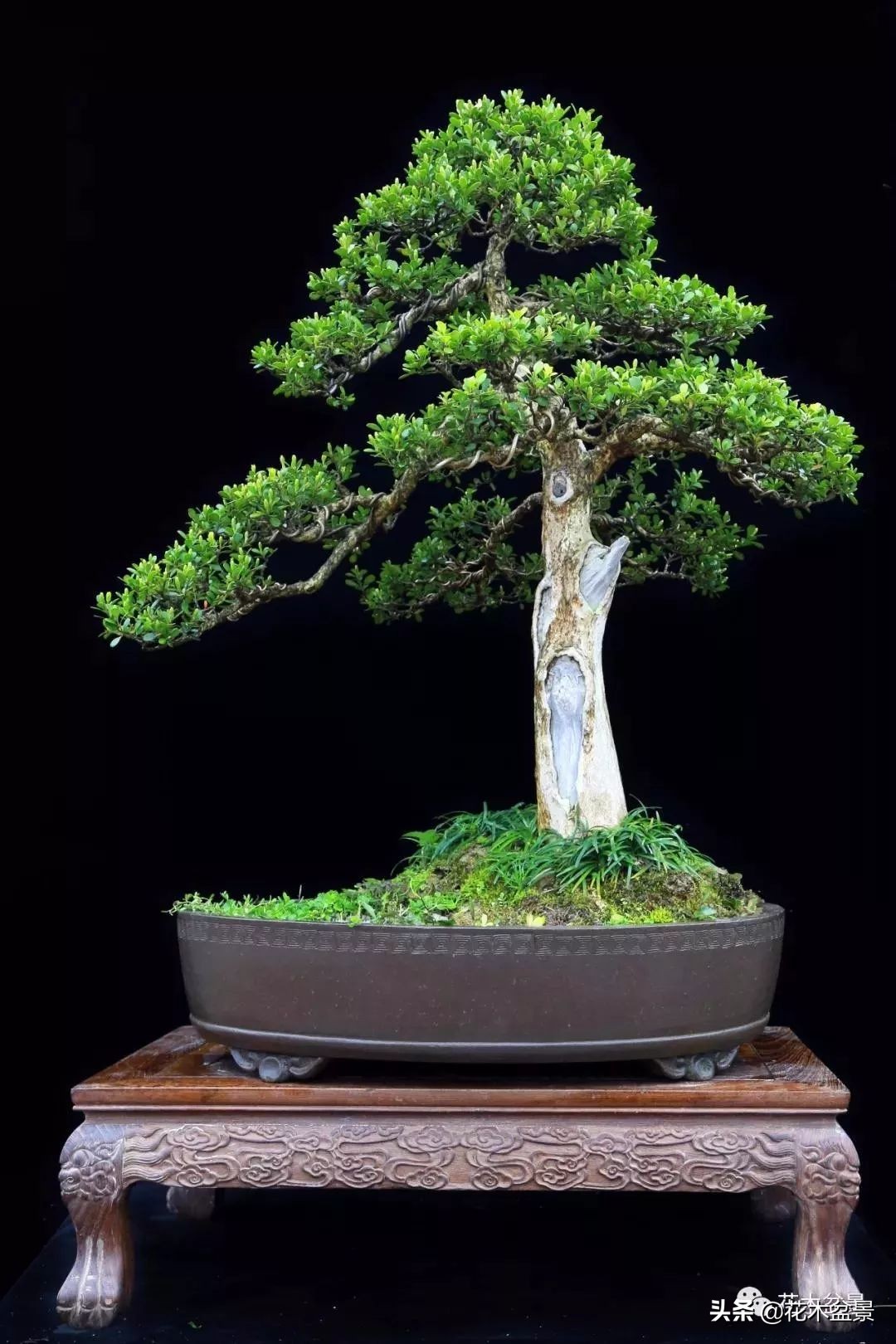 适合客厅养的盆景植物,茶桌上养什么盆景植物