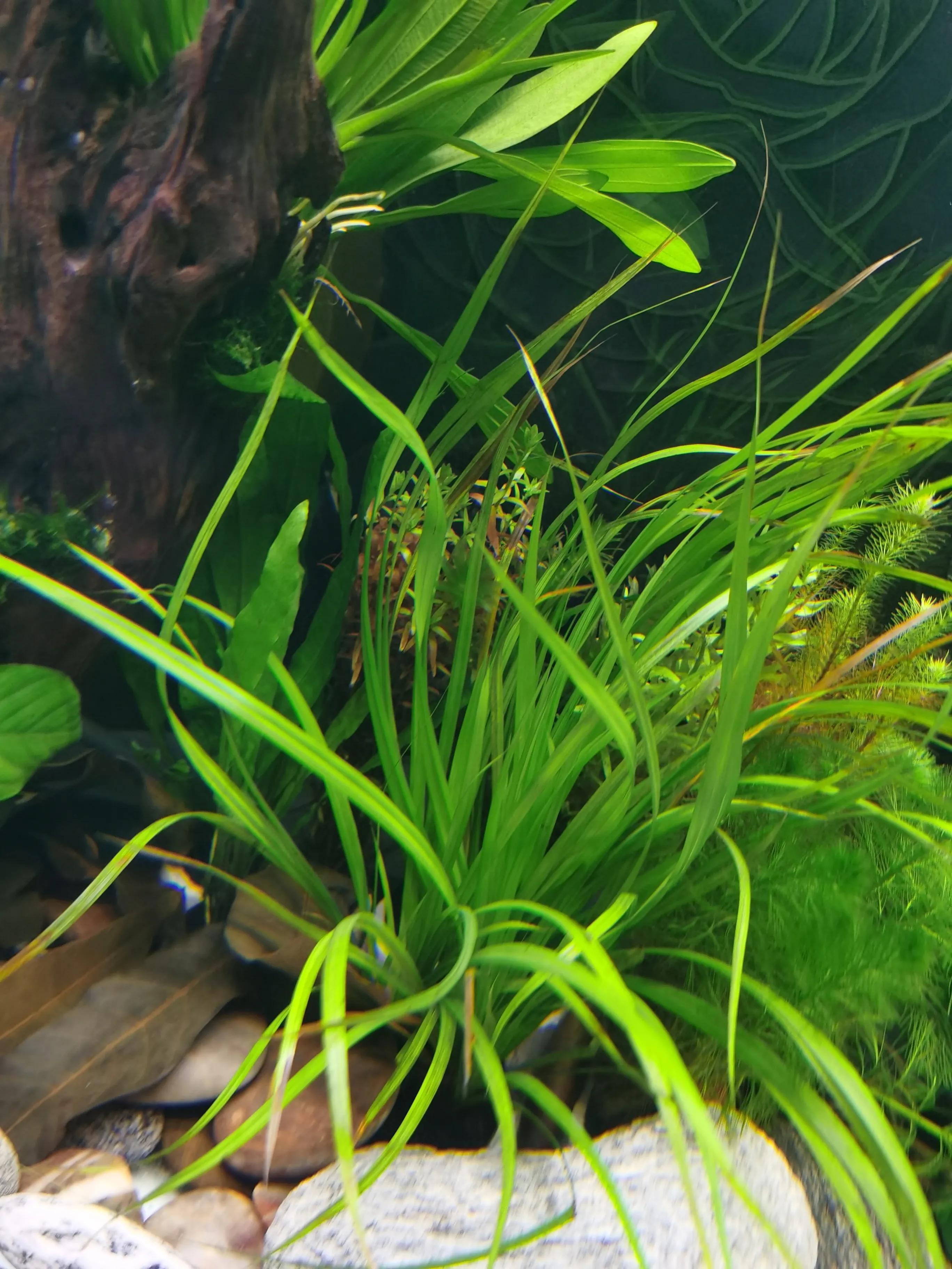 十大适合新手养的水草,比较好养的水草推荐