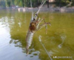 夜钓如何避开虾蟹,野钓怎样避免小龙虾闹窝