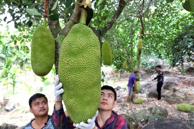 买菠萝蜜时，论斤买好还是论盒买好？甜度差别大，别再瞎买了