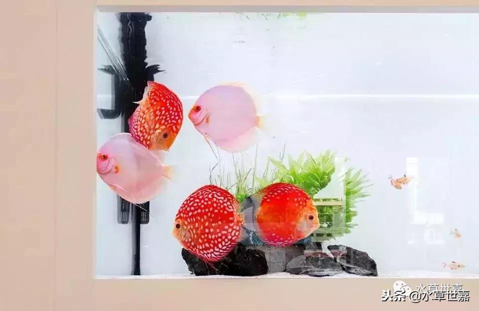 七彩神仙鱼水族箱布景,七彩神仙鱼苗繁殖技术