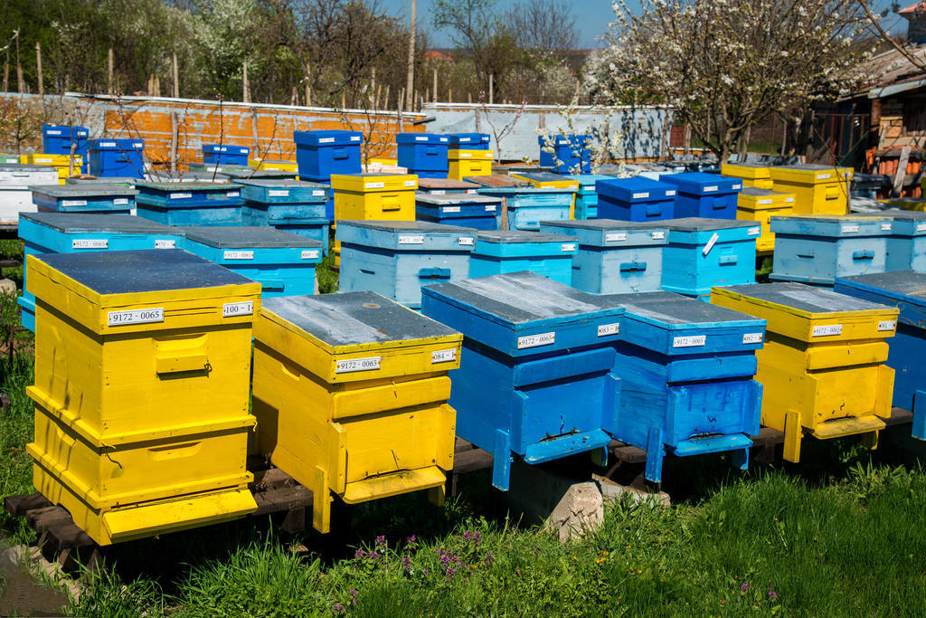 处女蜂王成熟的过程及生产中应注意的问题