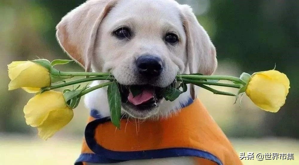 物欲社会里的“猫人”和“狗人”