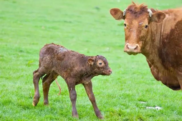 野生动物保护法律知识你知道多少,三分钟带你了解新野生动物保护法